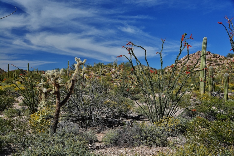 desert floor